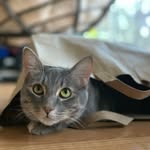 Luna Chang - @_kittylulu - Instagram