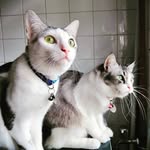Luna & Charles - @lunathecat980 - Instagram