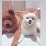 Luna & Charles - @lunaecharles_ - Instagram