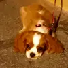 luna - @luna_king_charles - TikTok