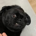 Luna Clements - @luna_thepugalier - Instagram