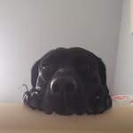 Luna - @luna.clements - Instagram