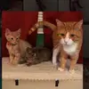 Luna B. Conley - @3_smitten_kittens - TikTok