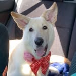 Iris Luna Conner-Pimental - @iris.the.german.shepard - Instagram