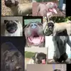 Best duo! - @luna.cooper.the.best.duo - TikTok