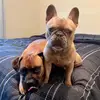 Cooper & Luna - @cooperxluna - TikTok