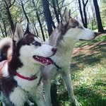 Luna-----Cooper. - @huskylunacooper - Instagram