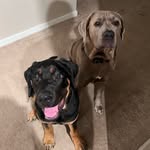 Luna & Cooper - @luna.cooper.the.cane.corso - Instagram