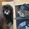 Luna + Cooper - @crippledduo - TikTok