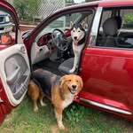 Luna & Cooper - @luna.cooper - Instagram