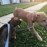 Luna🌙 & Cooper🐾 - @lunaandcooper - Instagram