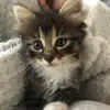 Luna Cooper - @lunacoopercat1 - TikTok