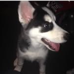 Luna Cooper - @lunathesiberianhuskie_1 - Instagram