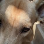 𝕷𝖚𝖓𝖆 𝕮𝖔𝖔𝖕𝖊𝖗 🐕 - @lunac_oo_ - Instagram