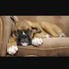 Luna_Cooper  - @luna_cooper - TikTok