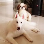 Luna_white husky & bro Cooper - @lunacooper_bh - Instagram