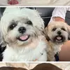 Luna&Cooper - @lunaluvcooper - TikTok