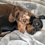 🩵Luna&Cooper🩷 - @luna_cooper_23 - Instagram