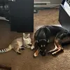 Luna&Cooper - @lunacooper8 - TikTok