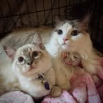 Luna & Crossley - @lunacrossley - Instagram