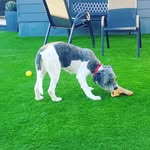 luna - @luna.crossbread - Instagram