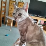 Luna - @luna_crossbengal - Instagram