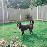 Luna - @luna_crosscollie - Instagram