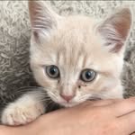 Luna Cunningham 🐾 - @lunakittycun - Instagram