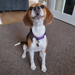 LunaBeagle - @lunacunninghambeagle - Instagram