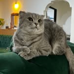 لونا/پیشی/گربه/پت - @_lunadaily__ - Instagram