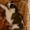Luna-daily - @luna.is.daily - TikTok