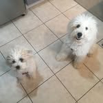 Luna&Daisy - @keepingupwithlunaanddaisy - Instagram