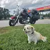 luna_bear_harleydavidson - @luna_bear_harleydavidson - TikTok