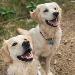 Luna&Pennys.Adventures - @lunadeansadventures - Instagram