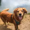 Ginny and Luna Decker - @ginny_and_luna.goldens - TikTok