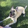 Luna Edwards - @luna.e.the.dog - TikTok