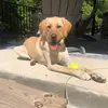 Luna Edwards - @lunatheyellowlabrador - TikTok