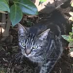 Luna Edwards - @lunathetabbycat2020 - Instagram