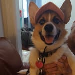 Luna Edwards - @luna.the.fluffy.corgi - Instagram