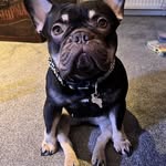 Luna Edwards - @luna_the_lady_frenchie - Instagram