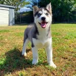 Luna Edwards - @lunathehusky.y - Instagram