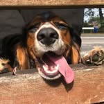 Luna Edwards 🐶 - @luna_workingspaniel - Instagram