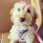 Luna Edwards-Lewis - @littlelunalewis - Instagram