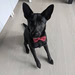 Luna Evans - @luna_the_rescue_doggo - Instagram