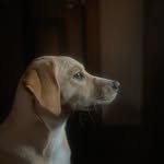 Luna Ferrell - @luna_tuna_the_babuna - Instagram