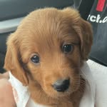 Luna Fields - @lunadoodlefields - Instagram
