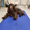 Luna the Field Spaniel - @lunafieldspaniel - TikTok