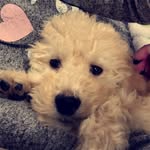 Luna Fitzpatrick - @lunavanderpup - Instagram