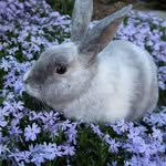 Floyd 🐰 + Luna 🐰 - @floydlunabun - Instagram