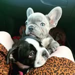 L U N A   &   F L O Y D 🖤🐾 - @luna_and_floyd2019 - Instagram